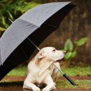 강아지와 산책 이미지