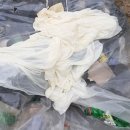 도마1리 세계일보