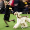 Dog Show 이미지