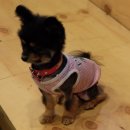 까페 개정촌 | 시흥 정왕동 애견카페 [미남이네] 후기