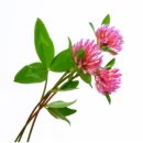 클로버(CLOVER) 티스토리