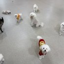 멍테소리 이미지