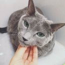 스칸디동물병원 이미지