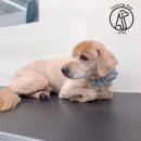 또리네 멍멍이 미용실 이미지