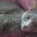 한솔모터스 이미지