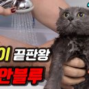 러시안블루