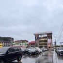 하나애견 | 남이섬 애견동반 후기 비오는날 티켓 코스 주차 맛집 카페