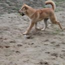 달강아지 이미지