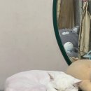 고양이미용 캣어스 이미지