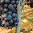 봉암농장 이미지