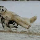 도로시 펫 이미지