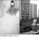 김시연 카카오 검색결과
