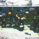 이준열대어 이미지