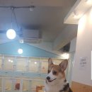 러블리 독 이미지