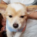 굿파파24시 반려동물 건강검진센터 이미지