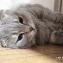 내방안 고양이 이미지