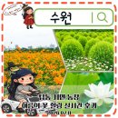 경기도 7월 꽃명소 수원 탑동시민농장 연꽃 황화코스모스 실시간 후기