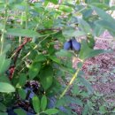 베리몽땅 이미지