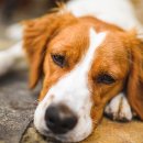 비글구조네트워크 동물메디컬센터 이미지