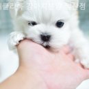 위클리독 강아지고양이분양 일산점 이미지