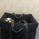 영광카시트