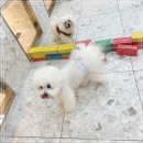 팀켈리 | 서초 강아지유치원 가격 할인 받고 강남 켈리독 등록 후기