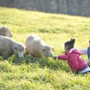 선정목장 이미지