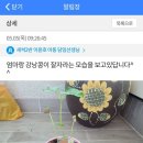 새싸반 이윤호 강낭콩 잘 크고 있어요~ 이미지