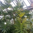 대연수목전시원 이미지