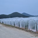 망실속에서 꽃이 피기 시작합니다. 이미지