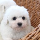 러브펫하우스 이미지