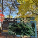 산아래쉼터 | 서산 팔봉산 | 가을맞이 등산, 애견 동반으로는 글쎄요(비추)