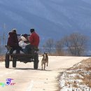 칠월칠석 Daum카페