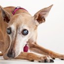 논현동물병원 이미지