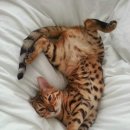 오구오구내새끼 이미지