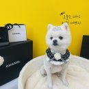 퍼피야놀자 이미지