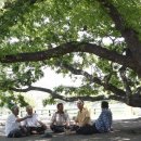 나무그늘 밑의 휴식 이미지