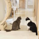 묘릉도원 이미지