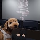 멍플러피 | 부산 서면 강아지 영화관 단체대관 이벤트 멍콕의 시네멍 참가 후기