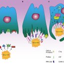 Re:Re:자가면역질환에서 죽은 세포 청소과정(efferocytosis)의 역할 이미지
