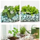 지피피드 이미지