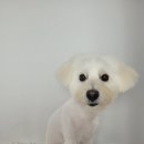 베이비독 이미지