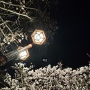 경희대국제태권도장 | [공지] 수원 벚꽃 명소🌸 2026 수원 경희대 국제 캠퍼스 실시간 벚꽃 개화 후기