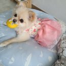 퍼피펜트하우스 이미지