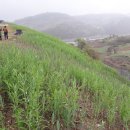 덕산면043 이미지