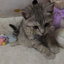 하리네 하우스 이미지