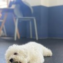 댕댕놀이터 아라점 이미지