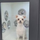 비엔몽 | 춘천애견미용은 비엔몽에서! 미용 받고 의류 쇼핑하기