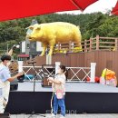 진안홍삼 이미지