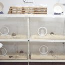 스프링 햄스터 이미지